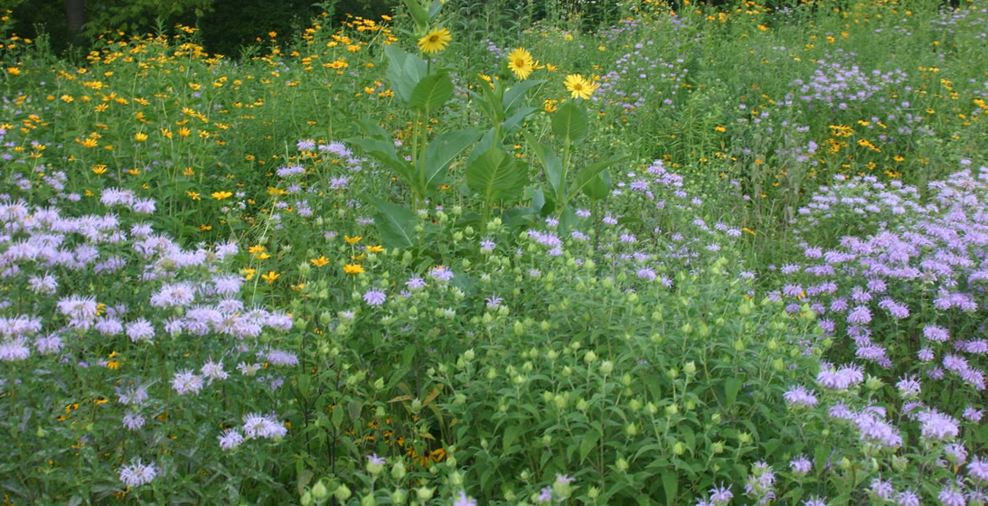 fleming_meadow