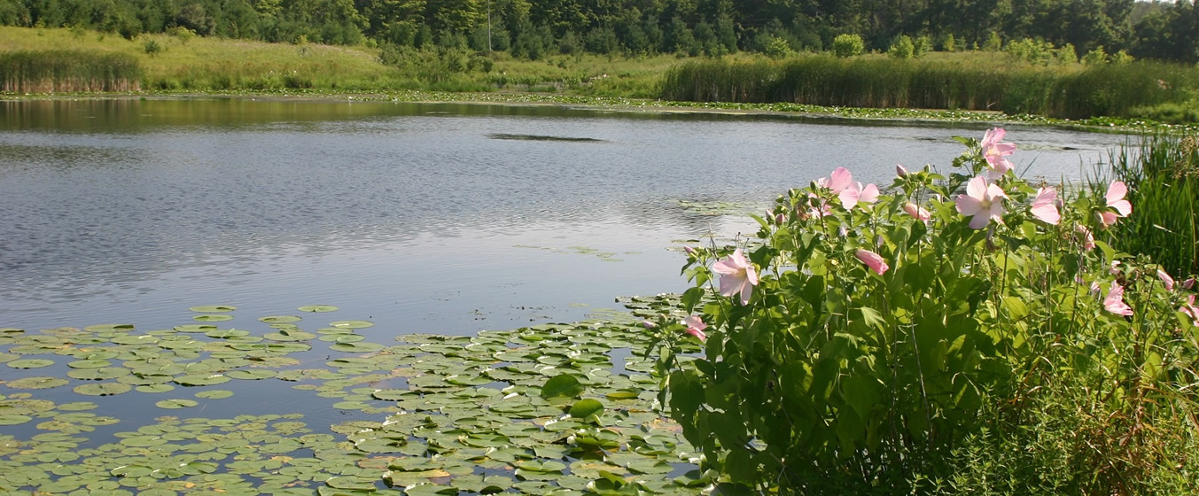 moberg_wetlands